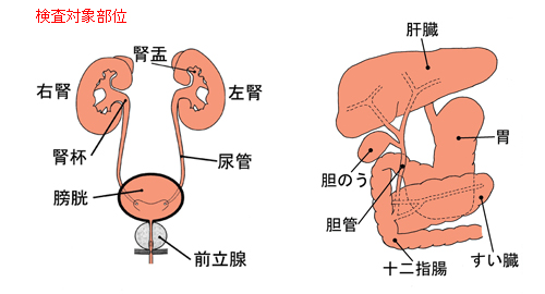 検査対象部位